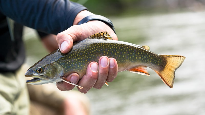 Photo of Brown Trout caught on the Manistee River, Michigan.