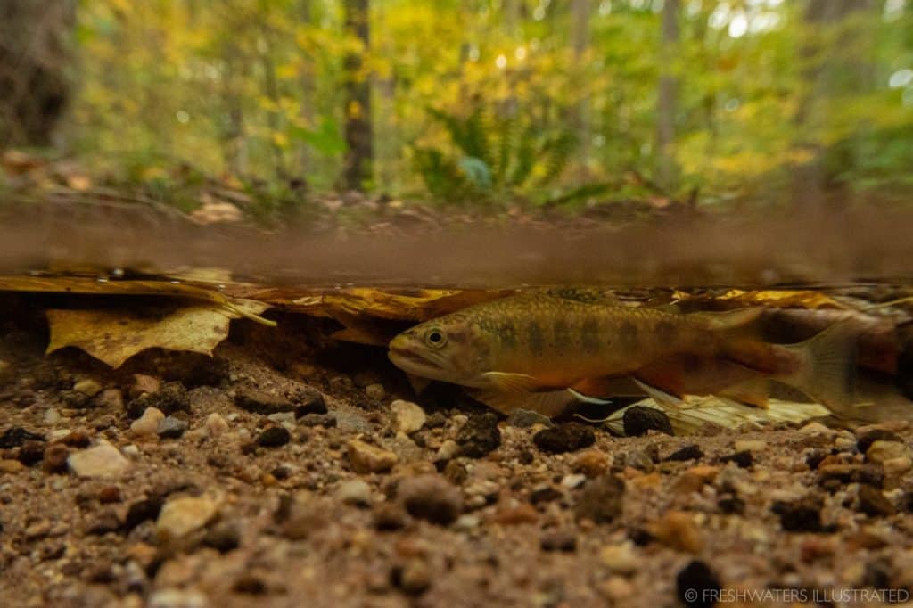 A brook trout in a shallow stream. Photo by Jeremy Monroe.