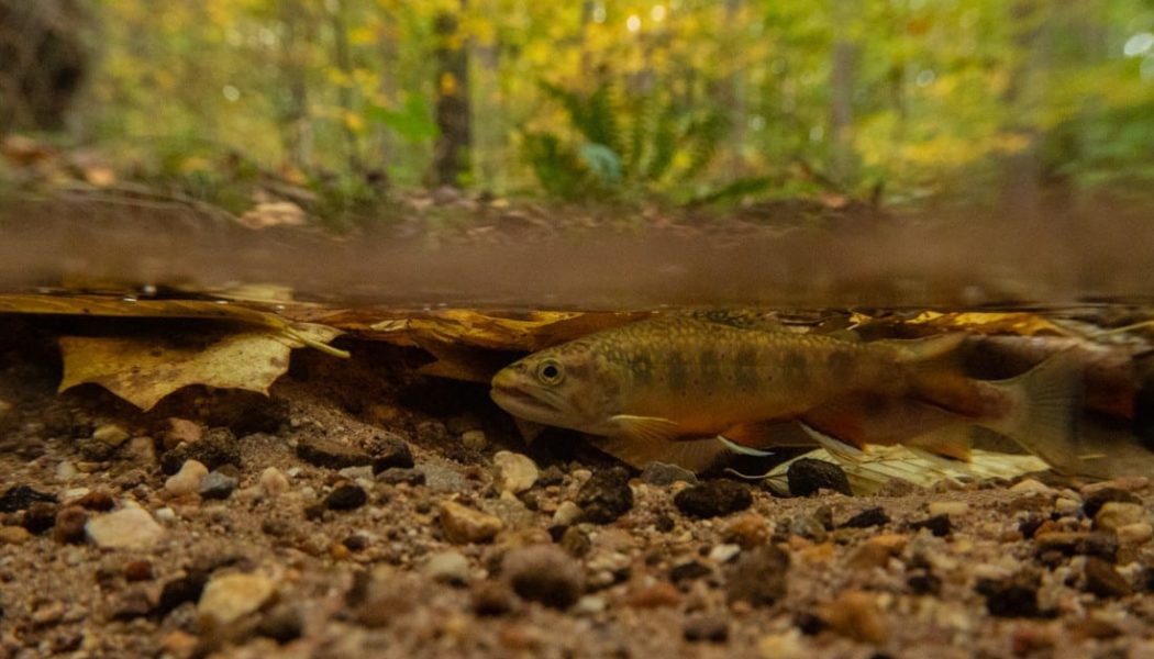 A brook trout in a shallow stream. Photo by Jeremy Monroe.